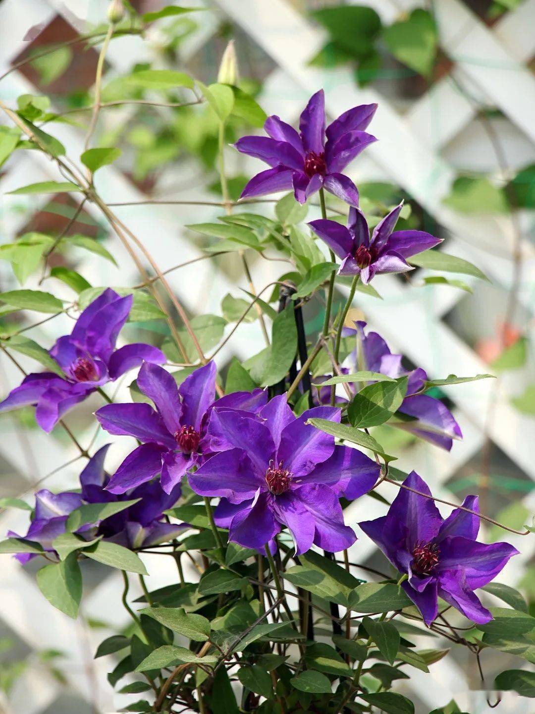 158个铁线莲品种图鉴,流光溢彩,美到失语!