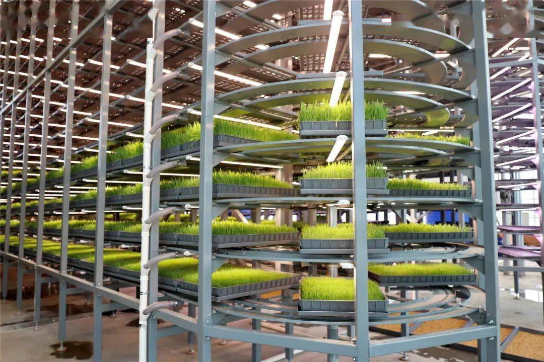 走进璞瑞农牧业有限公司的植物工厂,860平方米的厂房内,矗立着两台十