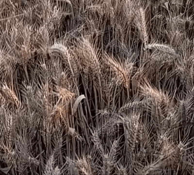 河南农户称近日降雨致麦子长芽，面粉厂不收新麦！当地回应