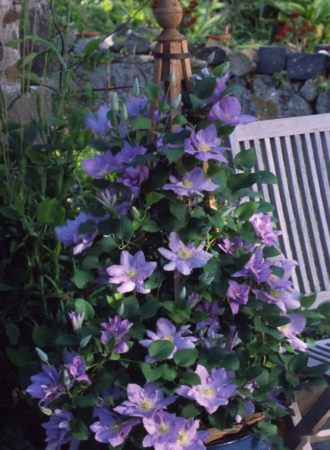 烈火科尔蒙迪利女士卡娜瓦居里夫人静海石金银丝帕特丽