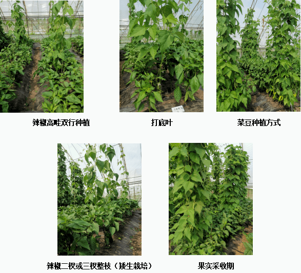 【2023省农业主推技术】棚室辣椒与菜豆间作共生栽培技术_种植_土壤_蔬菜