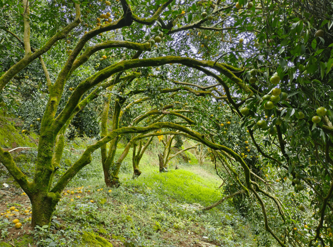 浦北大红柑老树(张良基 摄)浦北县陈皮产业发展中心副主任黎世敏介绍
