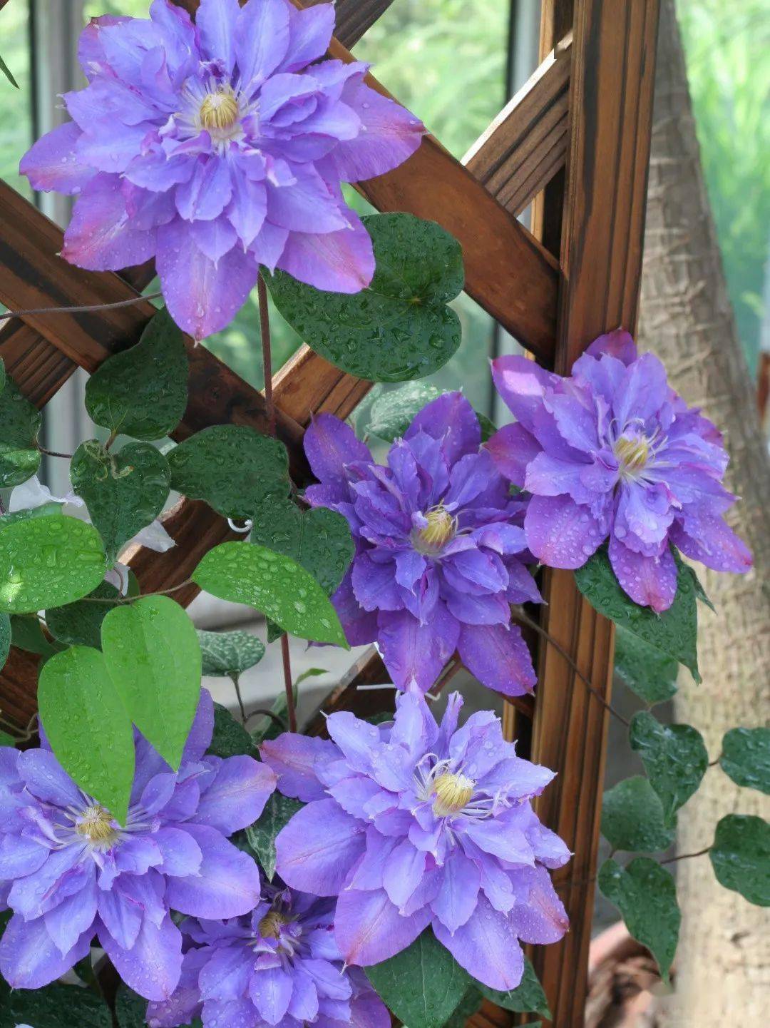 美丽新娘美佐世玛丽绿色激情琉璃烈火科尔蒙迪利女士卡