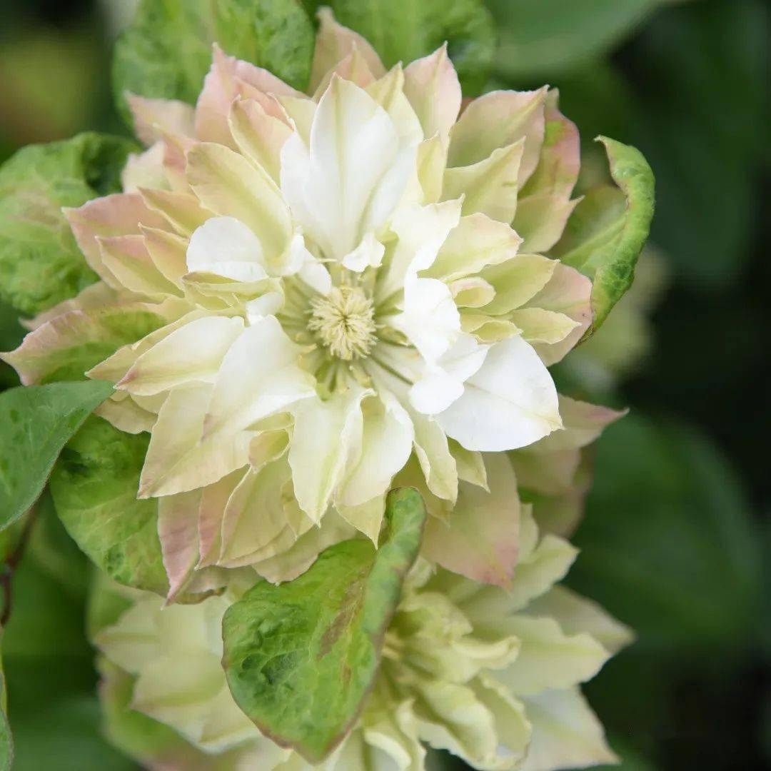 美丽新娘美佐世玛丽绿色激情琉璃烈火科尔蒙迪利女士