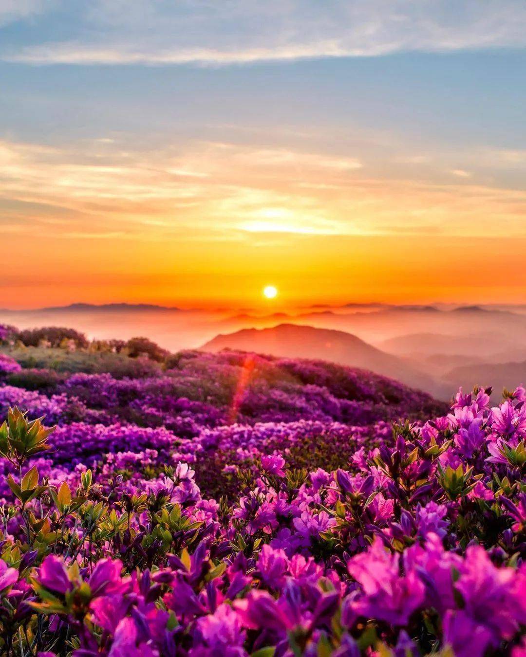 阳光,鲜花,还有美景