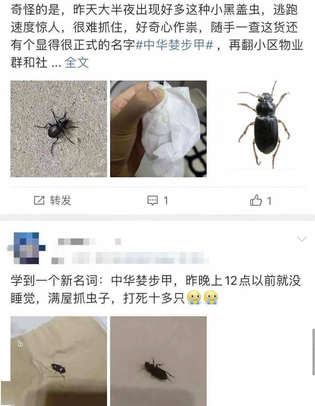 这种虫是中华婪(lán)步甲.