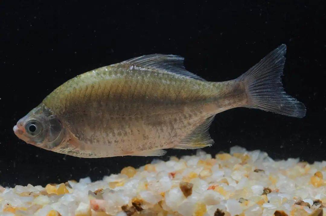 温州内陆水域水生野生脊椎动物科普75丨常见鱼类-鲤形目鲤科-鱊亚科