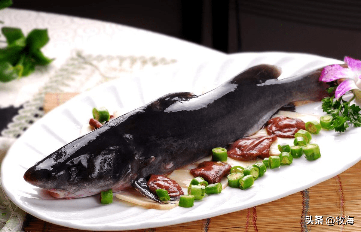 长江中的江团鱼有多名贵?养成1公斤长吻鮠,效益能有多高?