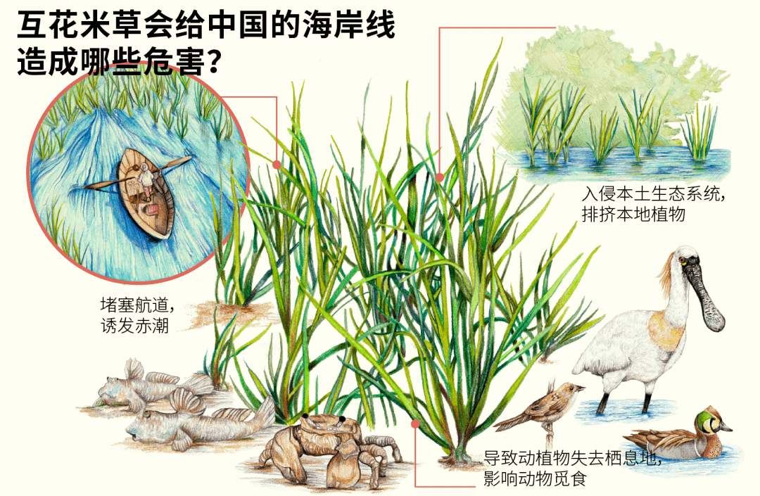 【海关科普之窗】从海岸"守护者"到难治理的外来入侵物种——互花米草