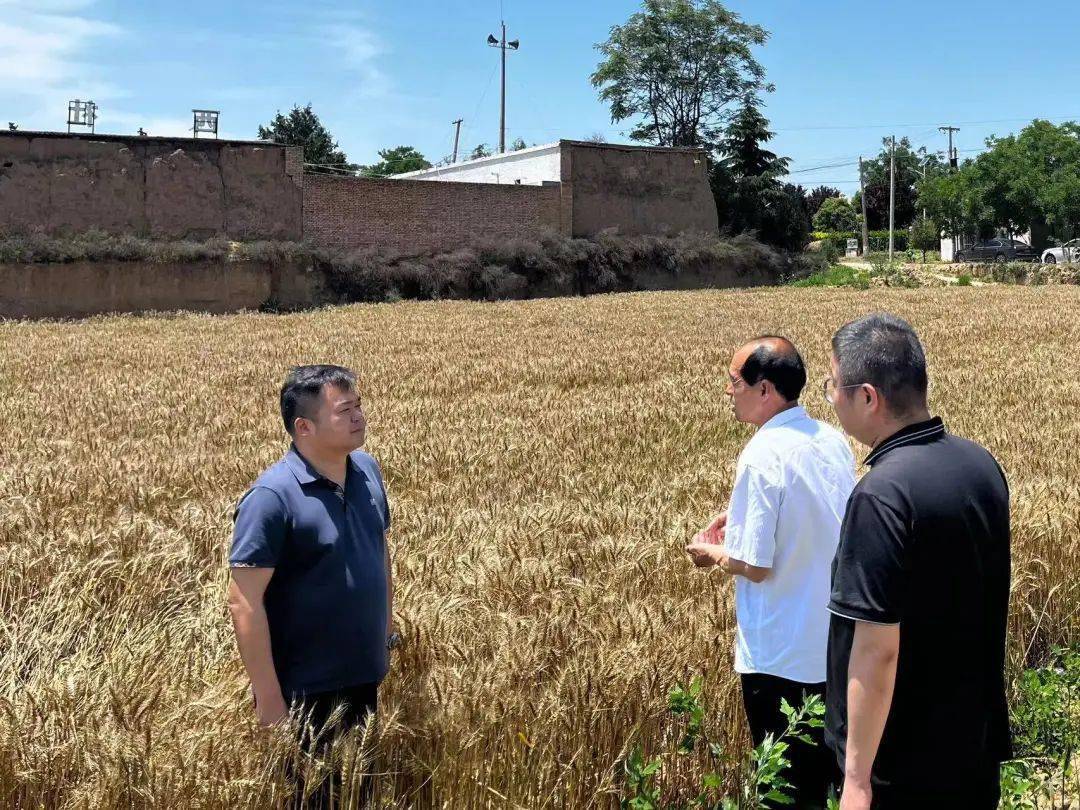 冯原镇多措并举确保夏粮颗粒归仓_小麦_工作_抢种
