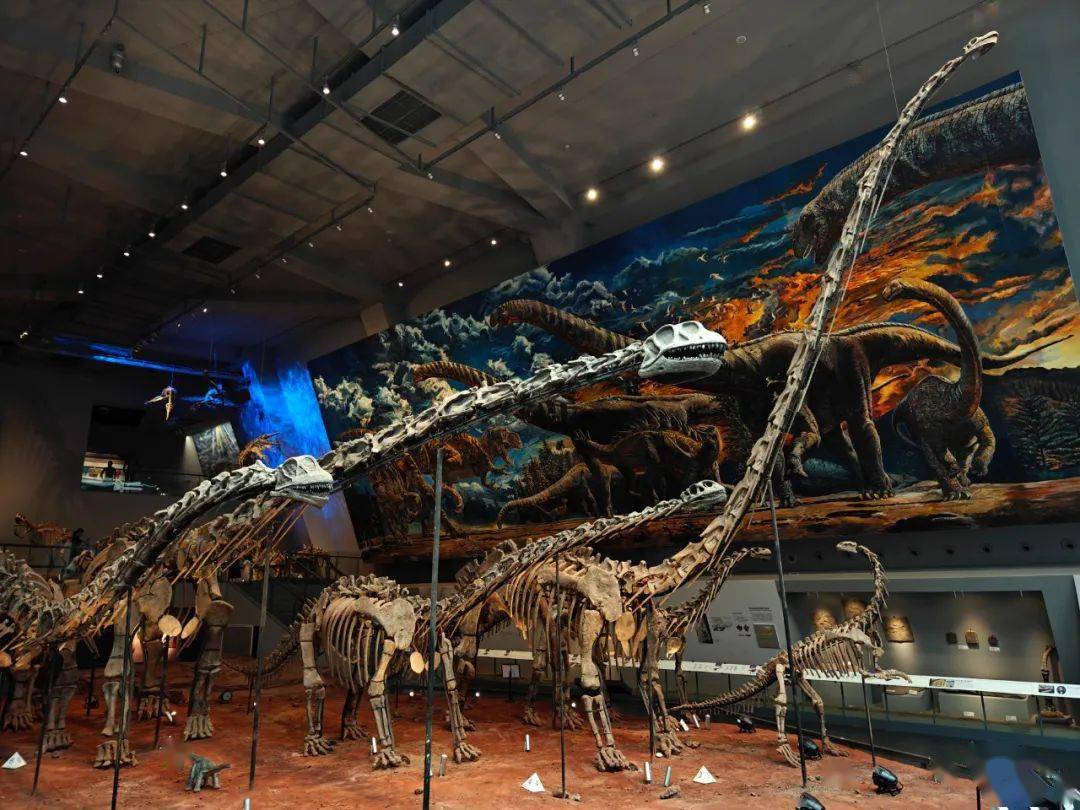 用oppo find x6 pro拍摄重庆自然博物馆_恐龙_展厅_照片
