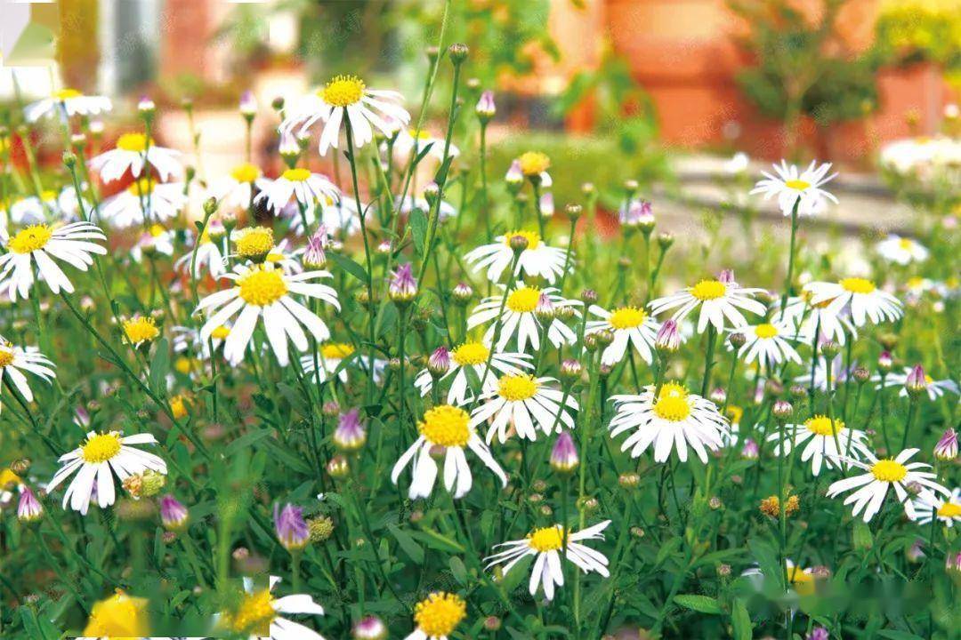 狭叶马兰 可食用的地景植物 | 品种_种植_应用_建设