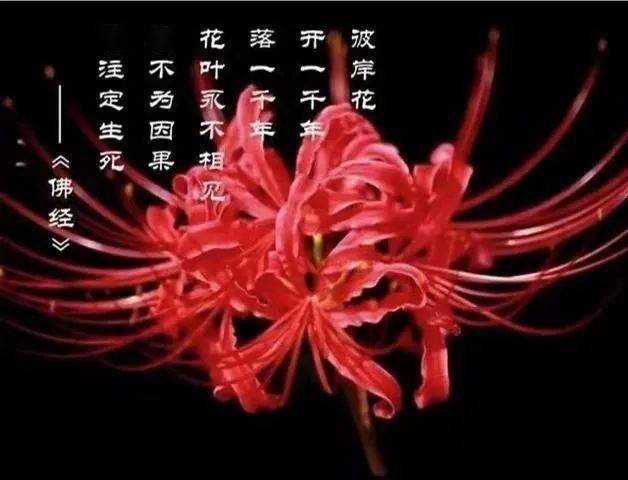 评论】穿越傥骆古道的心灵守望——《彼岸花开》书评_文字_真情_秦岭