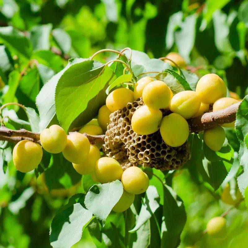产地食材 ▎挂在树上的白色蜂蜜熟了:新疆轮台小白杏,现摘现发～_杏子