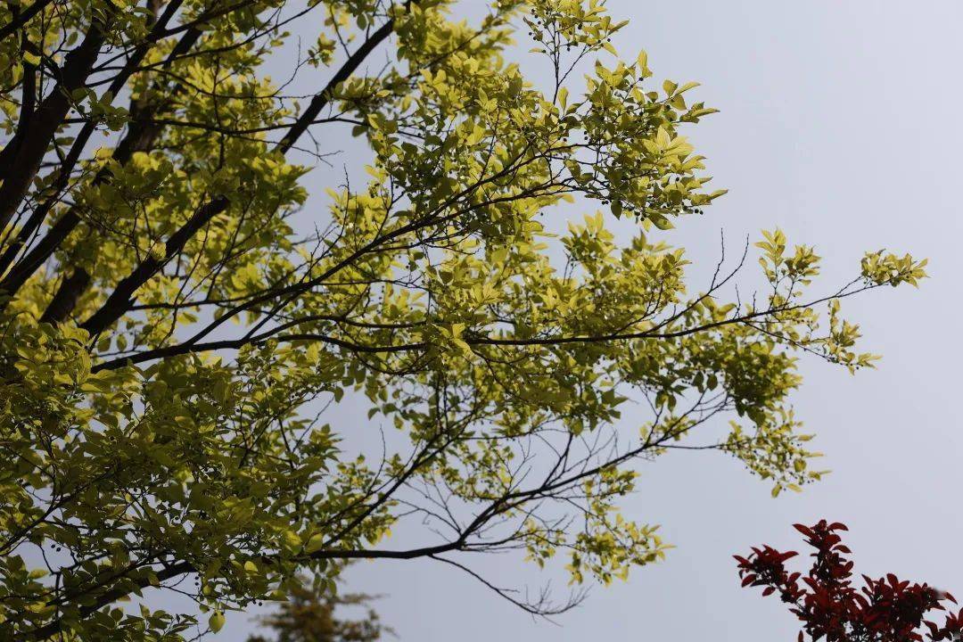 春日青中|青岛中学学生春季摄影作品赏析_年级_赵炎_指导