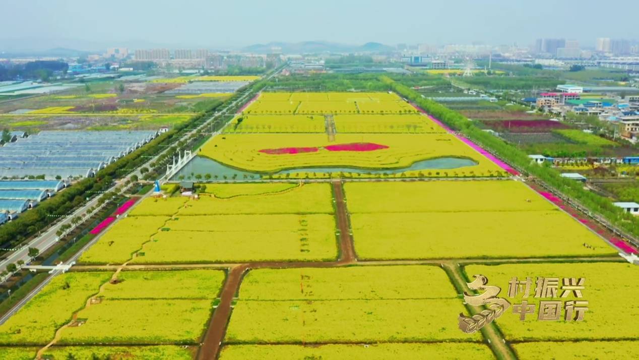 兰陵县蔬菜种植基地图片