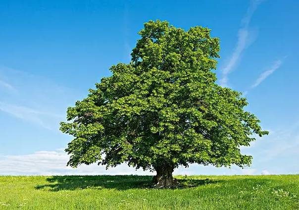 佛教四圣树分别是什么树_佛祖_象征_七叶树