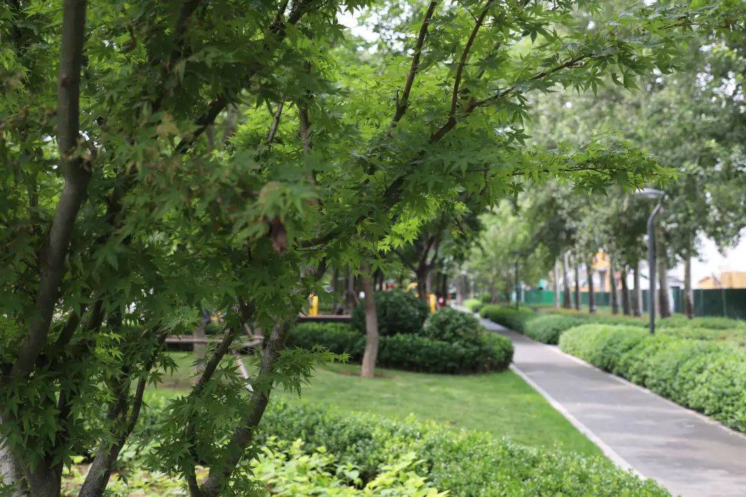 焕然一新的西五路带状公园,目前已成为淄博全域公园城市的示范街区