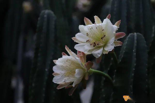 想要观赏到秘鲁天轮柱开花并不容易,因为它通常在凌晨开始绽放,到天亮