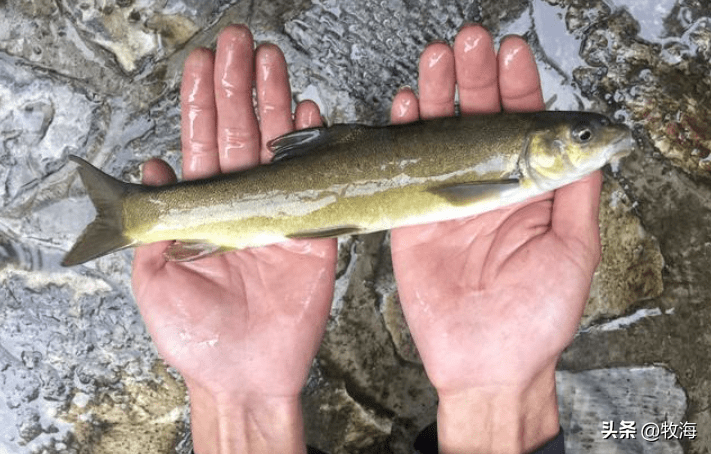 西藏海拔4600m的河流出现鱼群,只能看不能抓,网友:千万不要吃_青藏