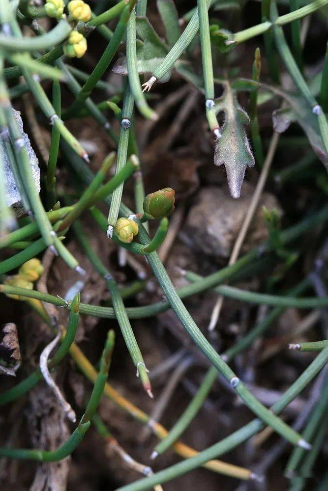 麻黄属 单子麻黄蕨类植物门 木贼纲 木贼目 木贼科 木贼属 草问荆开始