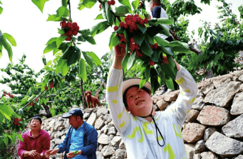 门头沟妙峰山镇樱桃采摘期将持续到6月中旬等三则综合新闻_王平镇