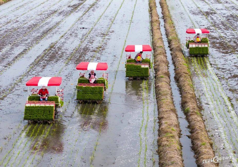 近年来,泰州市海陵区推进高标准农田建设,大力培育优质水稻品种,推广