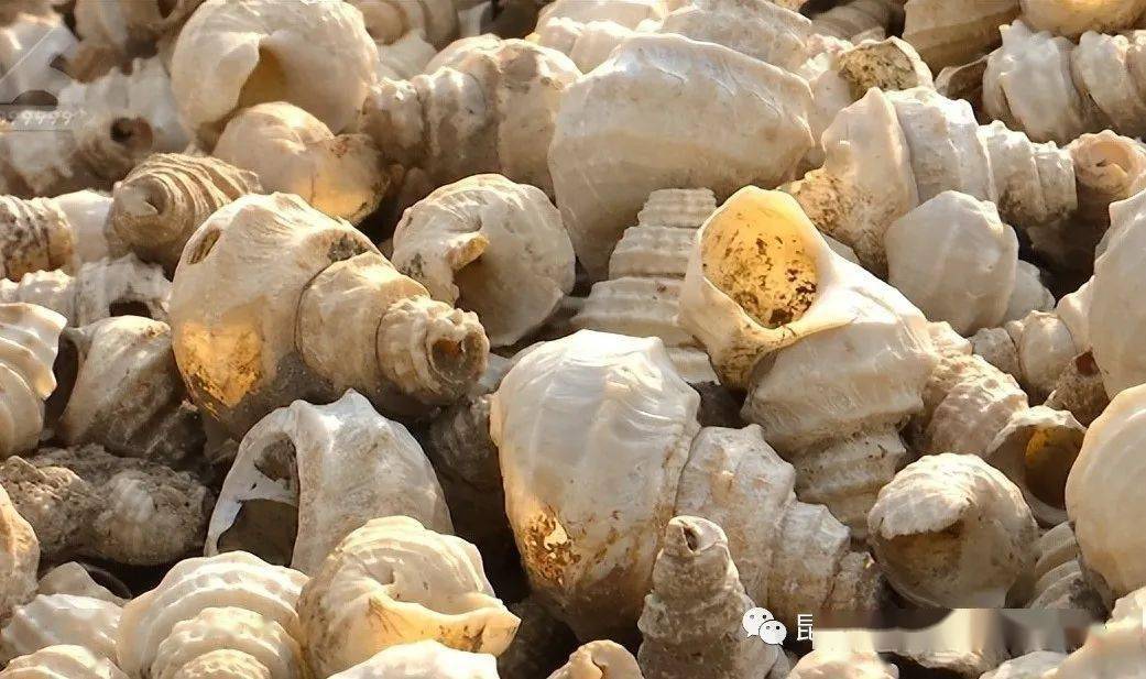 喜欢螺哥的你建议过来看一看_田螺_螺蛳_口感