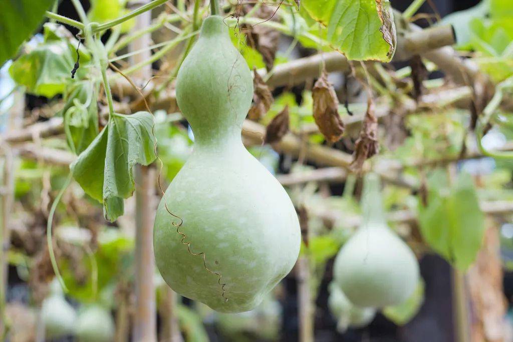 吃苦葫芦瓜为什么会食物中毒?