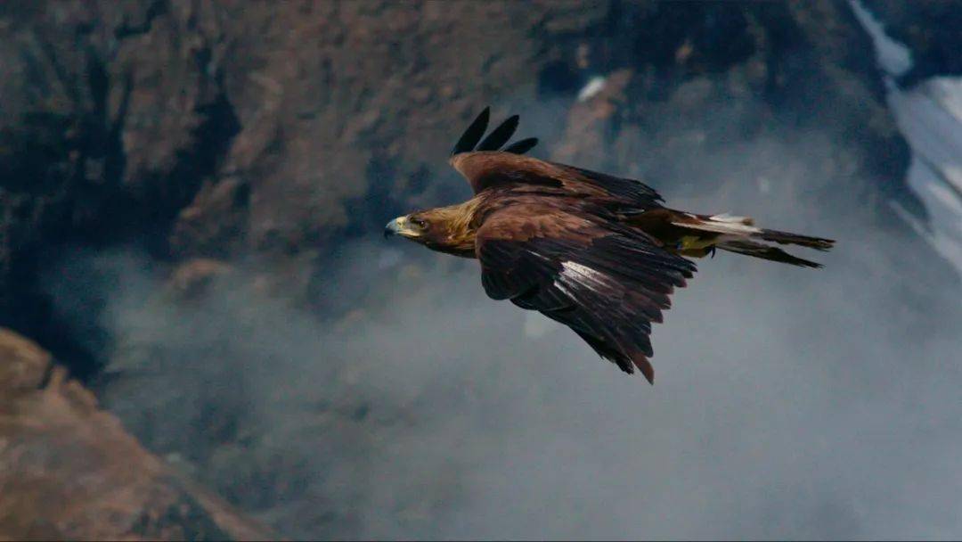 欧阳婷在节目《遇见自然》第二讲中专门介绍了《游隼》,让人动容,猛禽