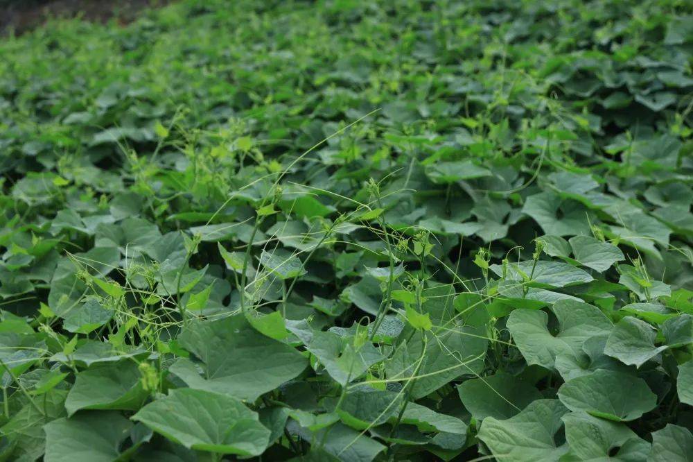 天全县:龙须菜抢"鲜"上市 "绿苗苗"变"金苗苗"_种植_新华乡_村民