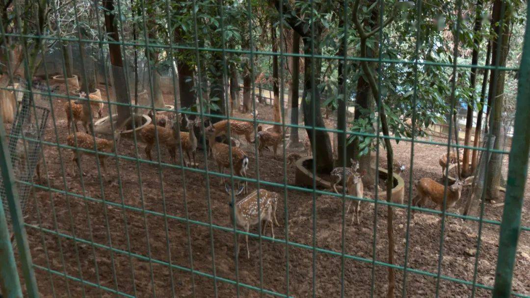 个旧动物园喜添7只"小萌宝"!_梅花鹿_产下_媒法律顾问