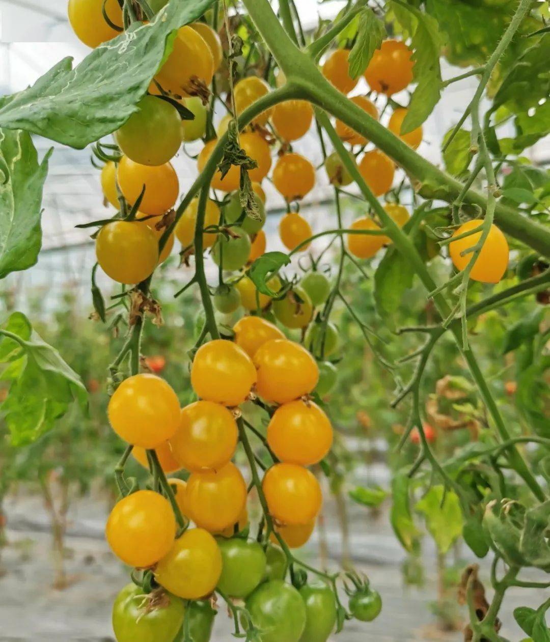 团购 | 一口爆汁,清甜爽口!超好吃的黄妃小番茄来了,别错过啦