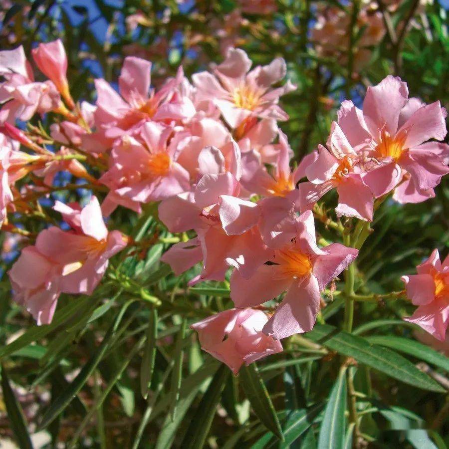 这个季节的最美花树