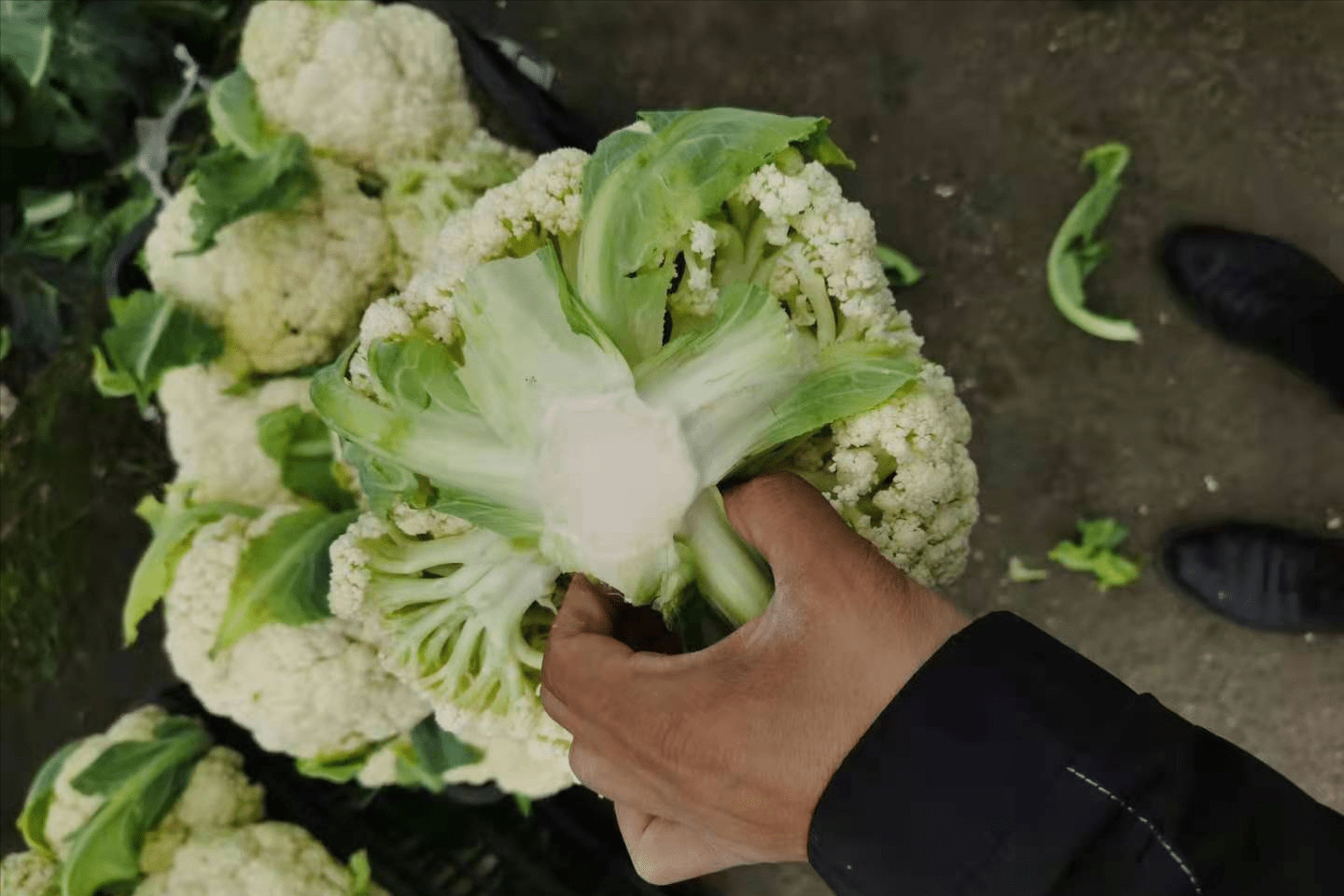 學會這幾個栽培技術,夏秋花菜的產量往上漲!_種植_品種_防治