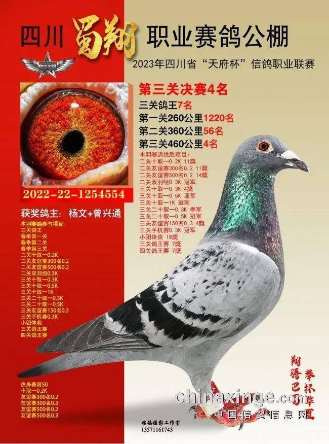 「鸽讯」高温夜行归巢!四川蜀翔公棚首届获奖鸽拍卖_比赛_考验_中信
