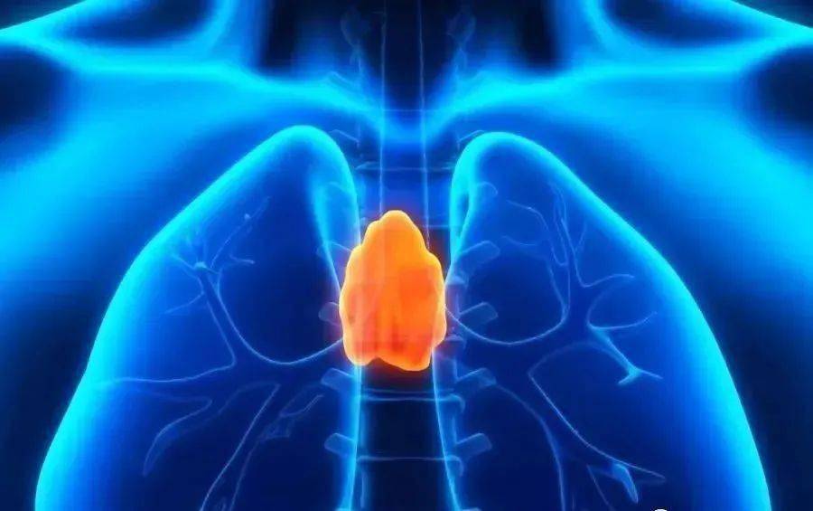 而自人类婴儿时期开始,胸腺就在走向萎缩,平均每16年缩小近一半,直接