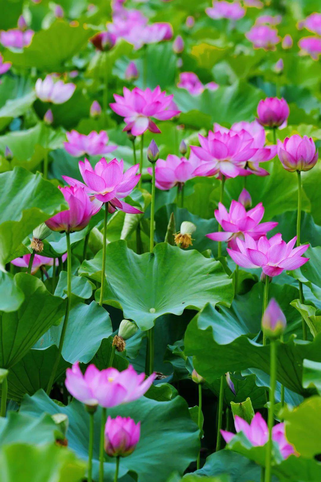 2023都江堰最美赏荷图惊艳来袭,生如夏荷,灿烂成海~_荷叶_满池_荷塘