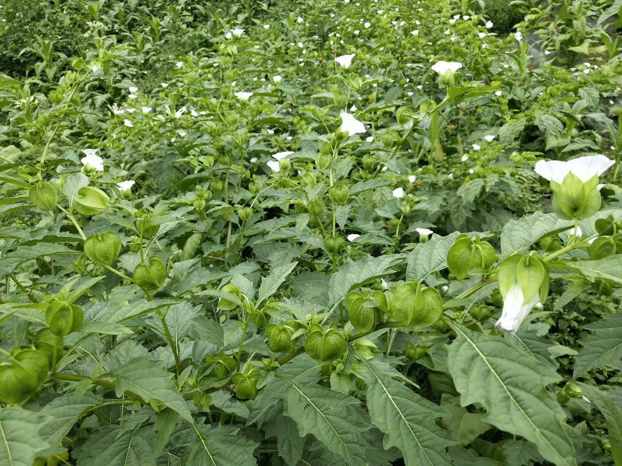 冰粉籽种植易打理,成本低,效益高,种植冰粉籽树不仅可以改善土壤结构