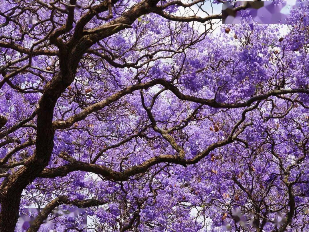 蓝花楹,美到哭…南加正在下一场紫色的浪漫花雨(图)_san_街道_street