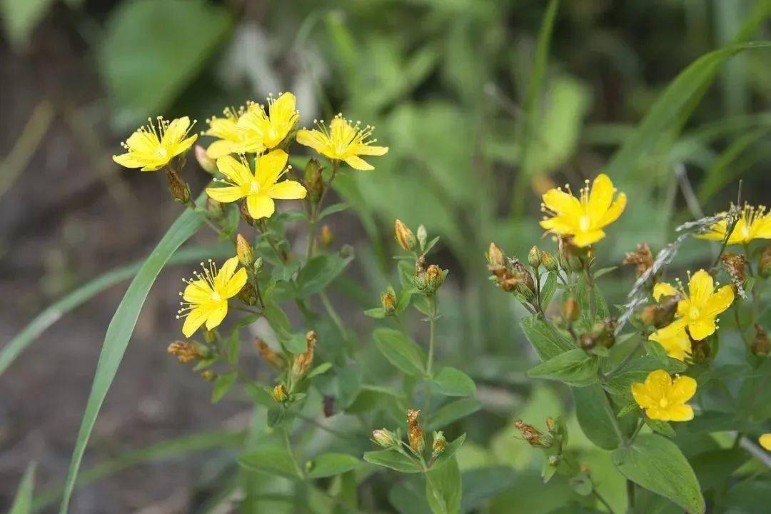 金丝桃属小连翘 散瘀止血有奇效 百草团畲药系列之(八十二)(知药知