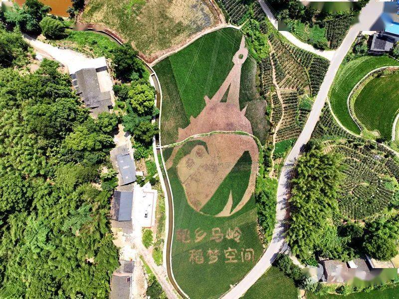 叙永:一田多用绘就天府粮仓好"丰"景_糯稻_叙永县_马岭镇