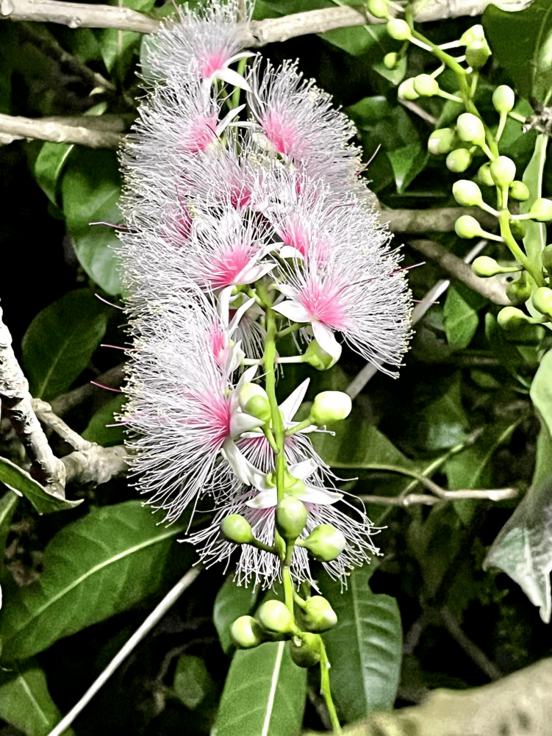 我能想到最浪漫的事,莫过于"相约七里,共赏玉蕊"_七里村_玉蕊花_旅游