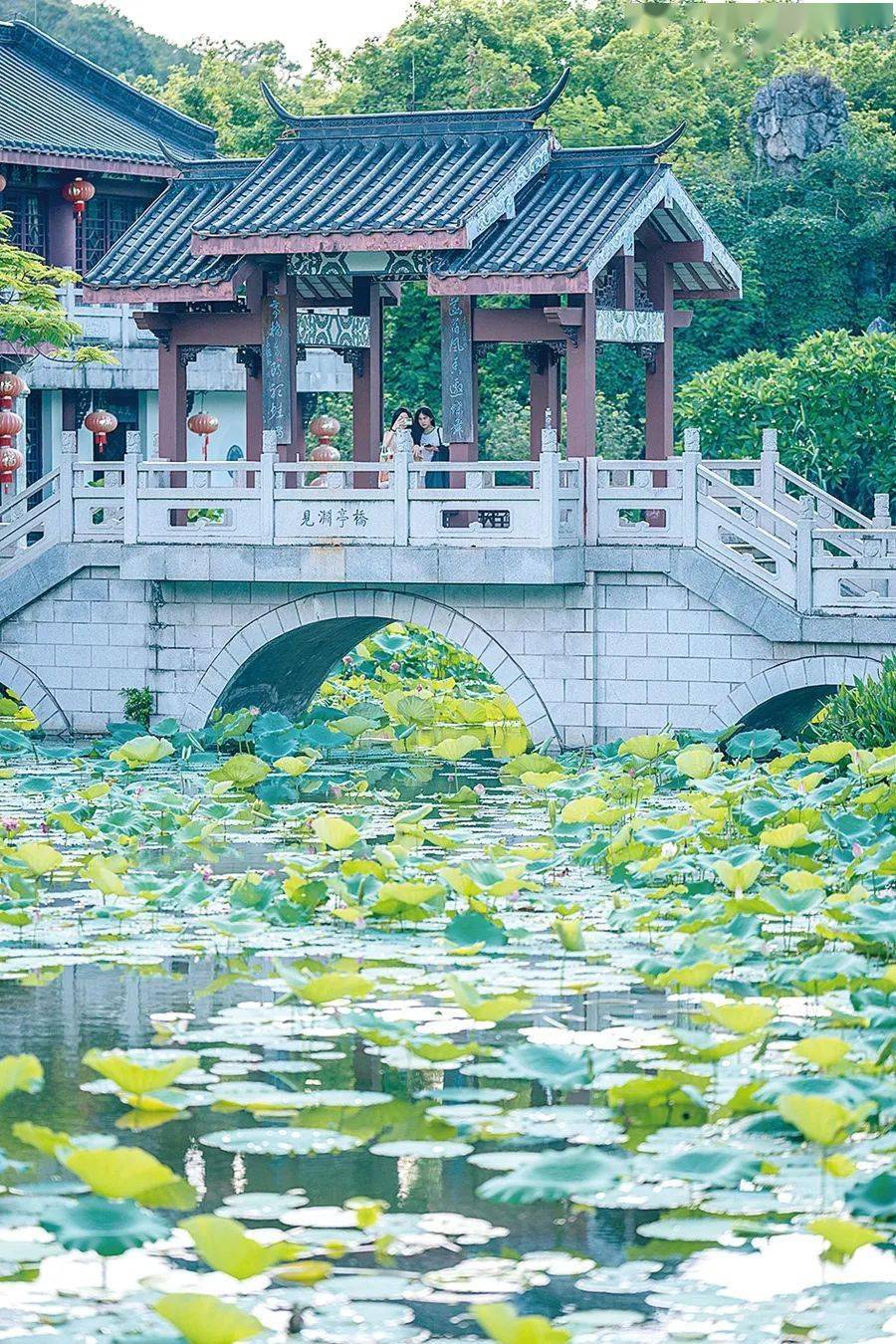 园内处处被绿色装点,见渊亭桥附近的荷花已展风姿,西湖畔的丰渚园夏日