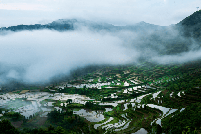 花海浩瀚中的茗岙梯田