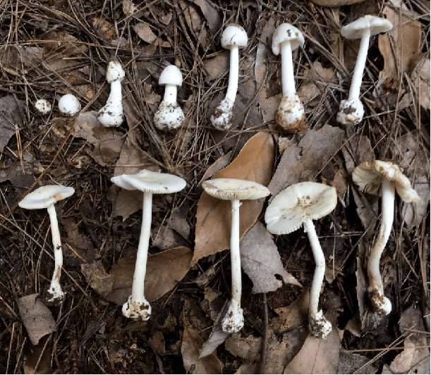 贵州野生菌开始出没,你认识几种?_白色_红菇_日本