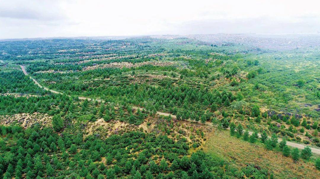 14张对比照片,见证中国沙区黄绿之变_塞罕坝_治沙_柯柯牙