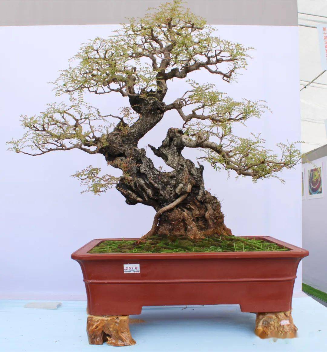 第十届云南省盆景展评选结果已出炉!_cm_规格_清香