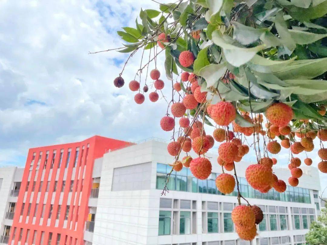 的天都有期待荔枝红了结出了硕美的果实哈工大(深圳)校园里的荔枝树