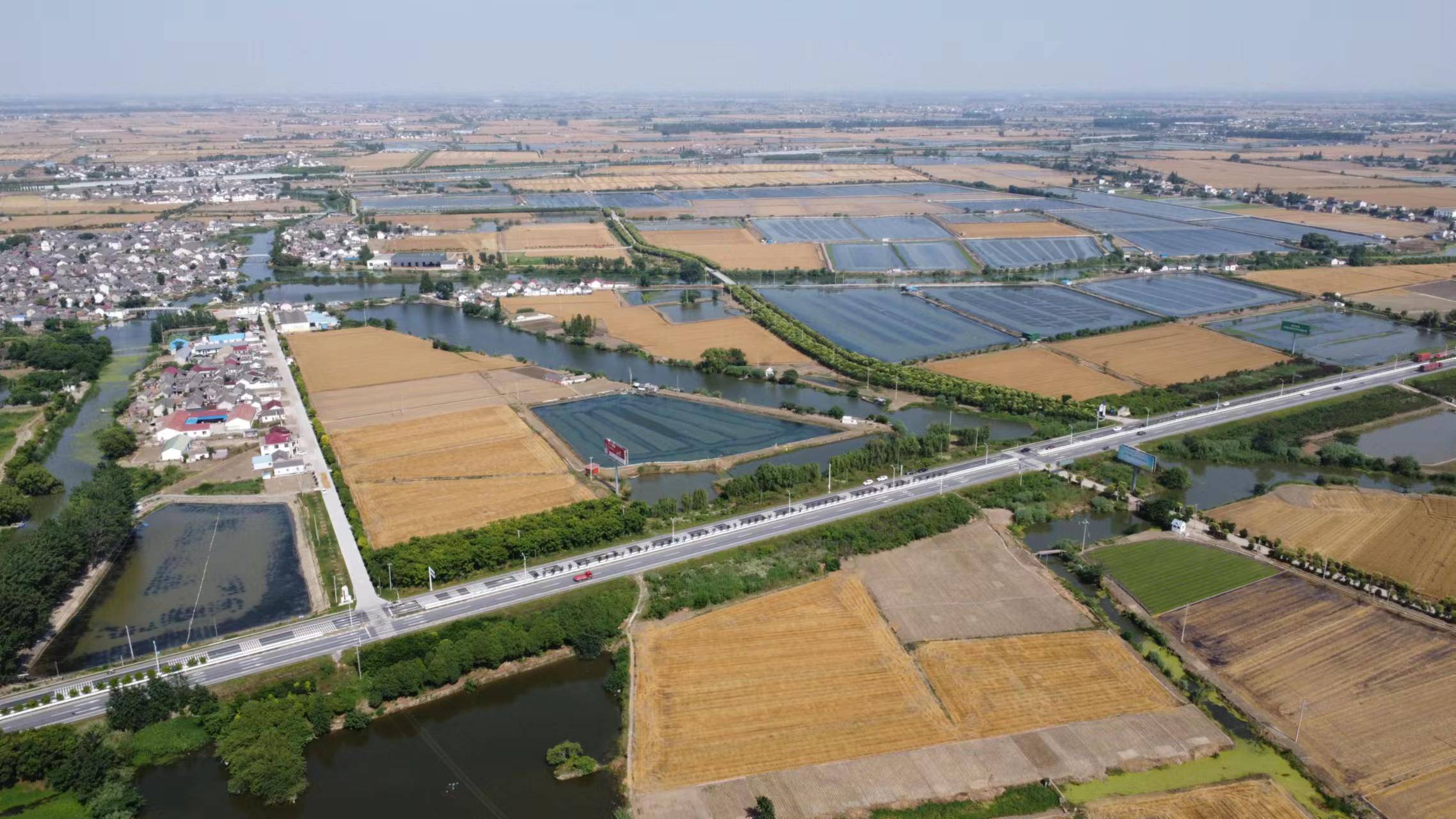 江苏兴化丨稻麦轮作"吨粮田",一块田里的碳水狂欢_刘春华_麦田_小麦